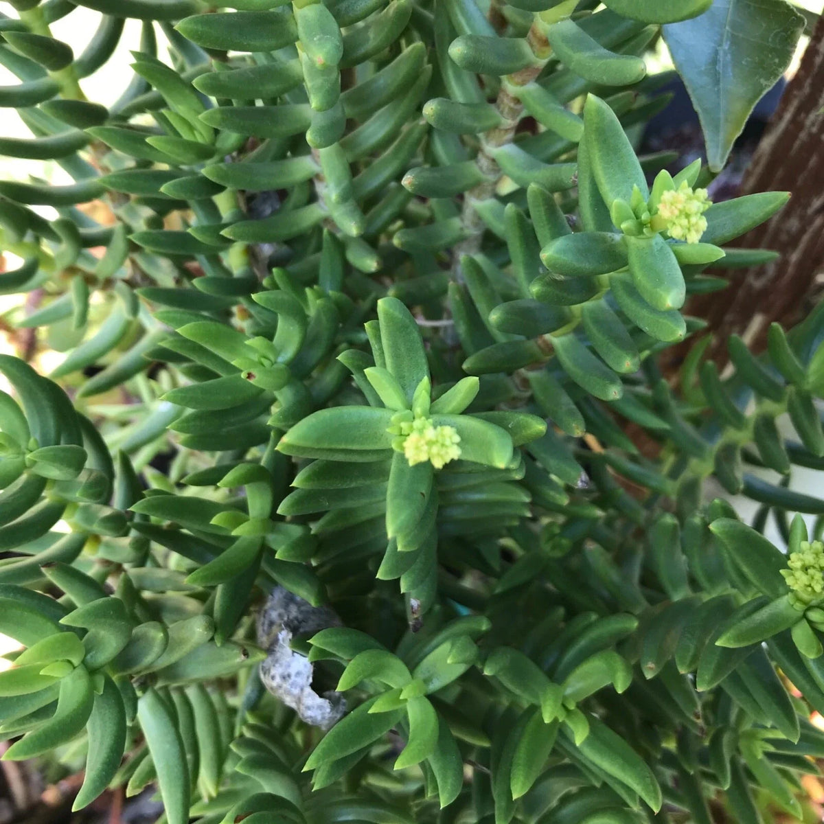 succulent pine Mini Pine Tree Cuttings - Succulent Bonsai - 4 Pack