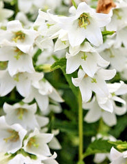 White Chimney Bellflower Seeds, 200 Count, Campanula Pyramidalis Alba, 4'-7' Tall, Perennial Garden Flower