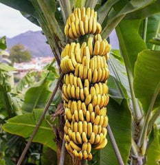 Live Dwarf Cavendish Banana Starter Plant - Musa acuminata - Healthy, Well-Rooted, Perfect for Home Garden - USA Seller