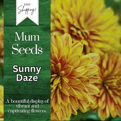 Chrysanthemum Seeds - Sunny Daze Mum - 200+ Flower Seeds - Annual Flower, Easy to Grow, Colorful Blooms - Chrysanthemum morifolium