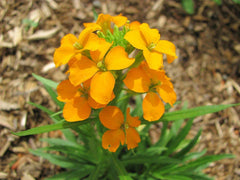 1200 Seeds Wallflower, Siberian Fragrant Biennial, Erysimum suecicum, GroCo USA, Buy Any 15 Ships Free