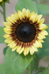 Sunflower Seeds - Pro Cut Red & Lemon Variety - Fresh Seed for Planting - Helianthus annuus
