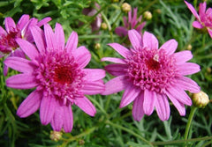 Canary Marguerite Daisy Seeds - 200+ Pack for Garden Planting - Argyranthemum frutescens - USA