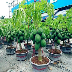 Dwarf Solo Waimanalo Papaya Seeds - 20 Pack - Carica Papaya - Fast Growing Houseplant