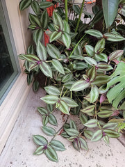 Tradescantia Zebrina Cuttings - 15 Healthy Purple Wandering Jew Cuttings - Large Size