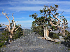 Bristlecone Pine Seeds - 10 Pack - Pinus aristata - Oldest Living Tree in the World - Rare Tree Seeds