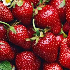 Allstar Junebearing Strawberry Plants - 50 Bare Root Perennials, Fragaria × ananassa, High Yield, Sweet Berries, Zones 4-9