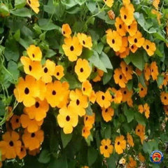 Black Eyed Susan Vine Seeds - 100+ Seeds for Planting - Exotic Garden Flowers - Thunbergia alata