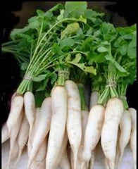 Radish Seeds - 500 Count - Japanese Minowase Daikon Heirloom Non-GMO - Perfect for Home Gardening and Organic Farming