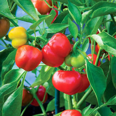 Pimento Red Pepper Seeds Set of 20+ - Capsicum annuum - Heirloom Vegetable Garden Seeds for Home Growing