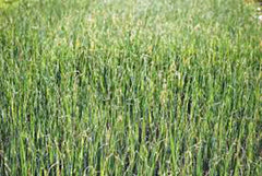 Alfalfa Sprouts Seeds - 1000 Heirloom Non-GMO Alfalfa Seed Pack (Medicago sativa)
