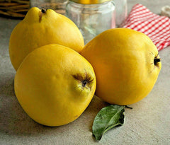 20 Common Quince Seeds, Sweet Edible Fruits, Cydonia oblonga, Fruit Tree Seeds for Home Garden