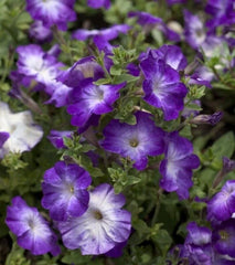 Petunia Seeds, 25 Pelleted Seeds, Melin Blue Morn, Petunia × atkinsiana