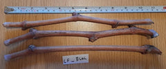 Grape Vines Cuttings - 3 Ladyfingers Black Vines - Vitis vinifera