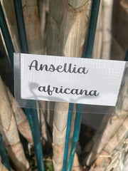 Orchid Cuttings 5 Pack Ansellia Africana for Propagation - Live Plant Cuttings for Home Gardening