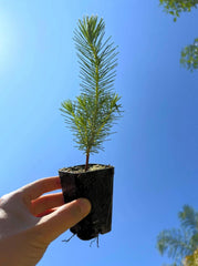 Stone Pine Tree (Pinus pinea) | Italian Umbrella Pine | Mediterranean Evergreen | Edible Pine Nuts | Live Plant 2.5 Inch Pot