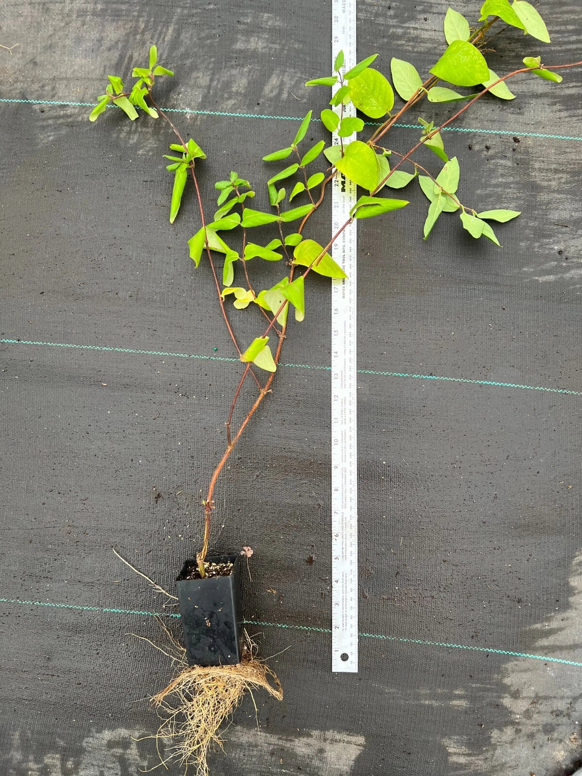 Japanese Honeysuckle Live Plants with Roots – Lonicera japonica Vine, Fast-Growing, Fragrant Flowers, Ground Cover or Trellis