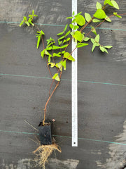 Japanese Honeysuckle Live Plants with Roots – Lonicera japonica Vine, Fast-Growing, Fragrant Flowers, Ground Cover or Trellis