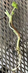1 Well Rooted 3”-5” Insulin Plant | Costus igneus | Spiral Ginger Bare Root Herb for Sugar Control, Ayurvedic & Medicinal Use