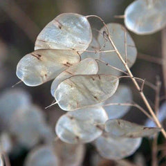 Money Plant Seeds - Lunaria Honesty, Non-GMO Heirloom Variety for 2025 Planting