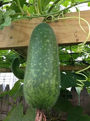 Wax Gourd Seeds 50+ Winter Melon White Ash Benincasa Hispida Heirloom Vegetable Seeds Bi Dao