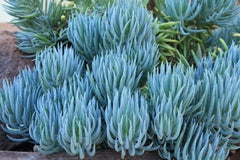 Blue Chalk Sticks Succulent Cutting - Healthy Rare Live Plant - Senecio mandraliscae - Easy Care Houseplant