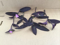 Purple Jade Cuttings 6 Pack, Easy to Grow Purple Perennial Plant, Crassula Ovata var. Gollum