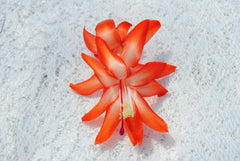 Christmas Cactus Starter Plant - Desert Sun Variety - Schlumbergera Truncata - Healthy Well-Rooted Plant