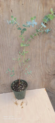 Silver Dollar Eucalyptus Live Plant in 4" Pot, Rooted Eucalyptus cinerea, Aromatic Houseplant, Indoor Garden Decor