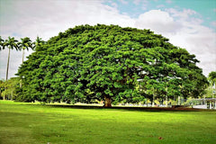 20 Rain Tree Seeds, Monkey Pod "Hitachi," Tropical Flower, Albizia saman, Rare Exotic Plant Seeds
