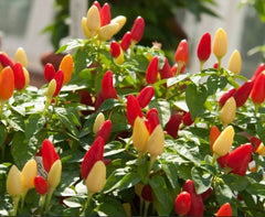Pequin Chili Pepper Seeds - 25+ Organic Piquin FRESH Bird Pepper Seeds (Capsicum annuum)