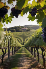 Organic Riverbank Grape Seeds - 10 Pack - Vitis riparia - Non-GMO, Heirloom, Free Shipping