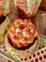 Succulent Plant Wedding Favors - Soul Fairy Variety - Easy Care Bare Root Succulent - Perfect for Events