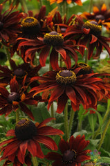 Moreno Rudbeckia Seeds - 200+ Bulk Garden Seeds for Planting - Black-Eyed Susan (Rudbeckia hirta) - USA