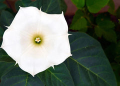 White Trumpet Bush Seeds | 20 Pack | Fragrant White Flowers | Tecoma stans