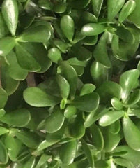 Live Jade Plant Cuttings 4-6 Inch, Succulent, Drought Resistant, Crassula ovata