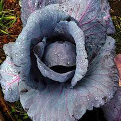 Red Acre Cabbage Seeds, Heirloom, Non-GMO, 50+ Seeds, Colorful Tasty Vegetable Garden Seed, Brassica oleracea.