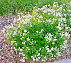 25+ NJ Tea Herb Seeds | Native Wildflower for Shade Garden | Ceanothus americanus | Container Friendly