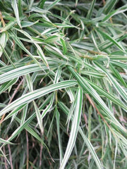 50 Bamboo Seeds Dwarf Malay Variegated Privacy Plant Garden Clumping Shade Screen (Bambusa vulgaris)