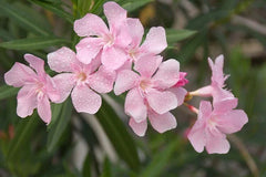 Nerium Oleander Seeds Packet of 50 - Soft Pink Flowering Plant Seeds, Hardy Ornamental Shrub