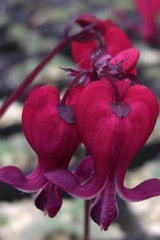 25 Dark Red Bleeding Heart Seeds, Dicentra Spectabilis, Shade Flower for Garden, Perennial Plant Seeds