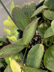 Hoya Fitchii 3" Pot - Rooted Cuttings - Tropical Houseplant - Hoya carnosa hybrid