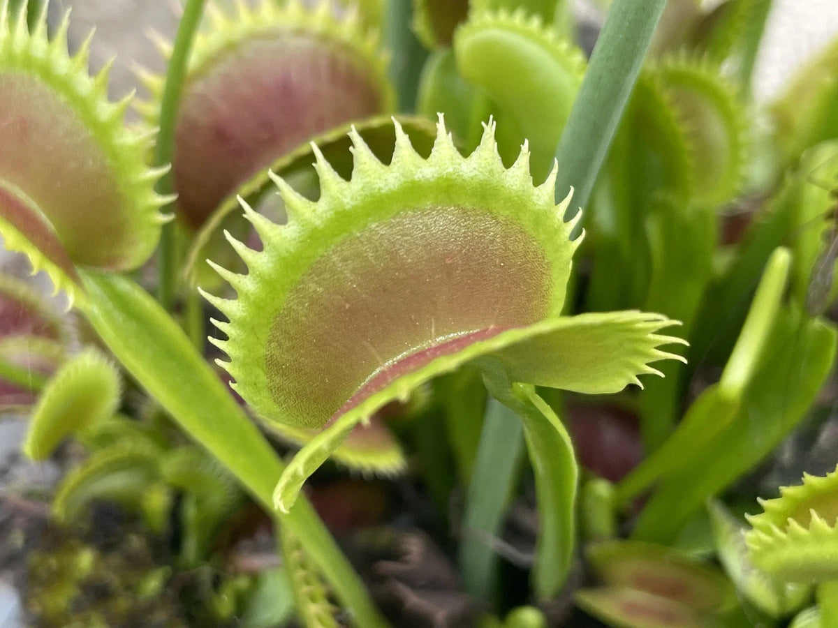 Venus Flytrap Seeds, 100 Seeds/Pk, Dionaea muscipula, June-July 2025 C –  All U Need Garden Supply