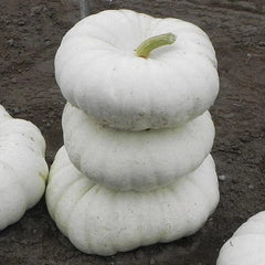 White Flat Stacker Pumpkin Seeds for Planting - 10 Seeds - Cucurbita pepo