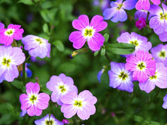 2700 Virginia Stock Seeds - GroCo USA - Bulk Flower Seeds for Planting - Free Shipping