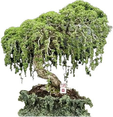 Australian Willow Bonsai Tree Fresh Cutting - Thick Trunks, Fast Growing - Salix mucronata
