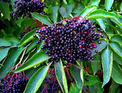 American Elderberry Seeds - 250 Non-GMO Seeds for Planting - Sambucus Canadensis - Organic Garden Starter