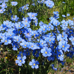 Blue Flax Seeds - 2025 Planting - Lewis Lavender Sky Blue - Linum Perenne