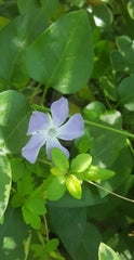 Vinca Major Periwinkle Vine - 30 Live Bare Root Plants - Ground Cover, Easy to Grow, Perfect for Gardens