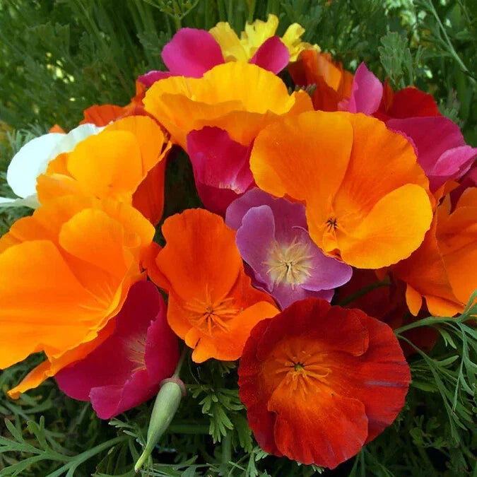 California Dreaming Mix Poppy Seeds - 200+ Pack - Papaver somniferum - Ideal for Garden Planting - USA
